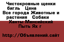 Чистокровные щенки бигль › Цена ­ 15 000 - Все города Животные и растения » Собаки   . Ханты-Мансийский,Пыть-Ях г.